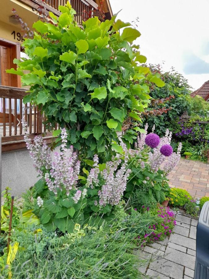 Harmonia Vendeghaz 100 Meterre Az Igali Gyogyfuerdotol Apartamento Exterior foto